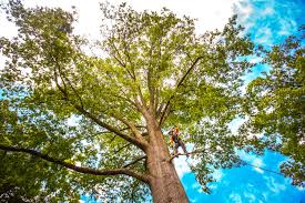Professional Tree Services in Calvert, TX