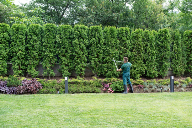 How Our Tree Care Process Works  in  Calvert, TX